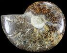 Polished, Agatized Ammonite (Cleoniceras) - Madagascar #60746-1